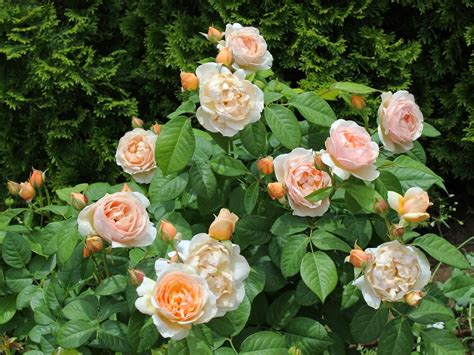 Flower Photos: Most Expensive Flowers - Juliet Rose