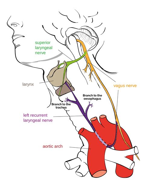 The Vagus Nerve (CN X) | Cranial Nerves | Anatomy | Geeky Medics