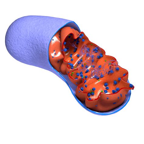 3d mitochondrion cells