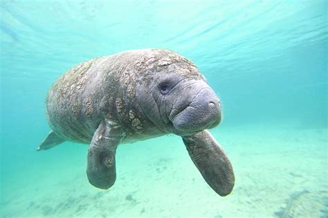 Manatee dies after ‘high intensity sexual behavior' w/ bro