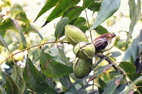 How To Fertilize a Pecan Tree the Right Way - 🐝 BootstrapBee.com ...