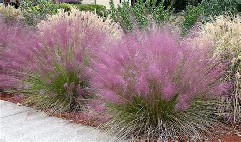 Buy Pink Muhly Grass - 30 Live Plants - Muhlenbergia Capillaris ...