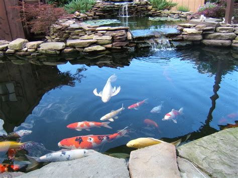 Koi Pond Care for the Summer - Nualgi Ponds | Koi pond design, Pond ...