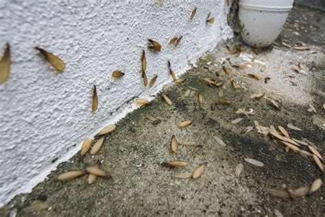 Termite Swarms: What you should know