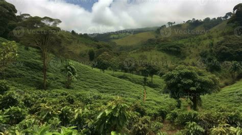 Coffee plantation. Landscape with coffee trees. Generative AI 23602471 ...