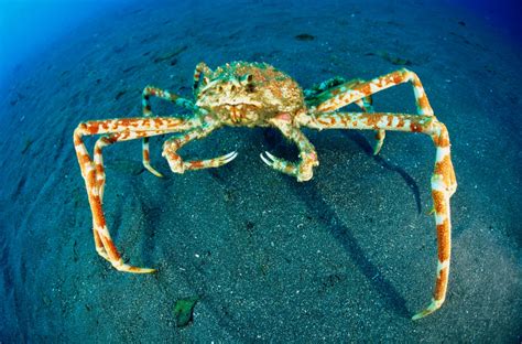 Japanese Spider Crab - Georgia Aquarium