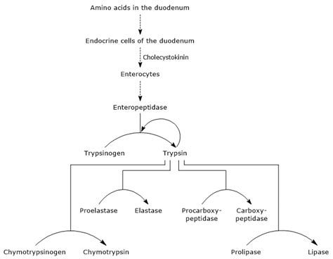 Protein digestion - Tuscany Diet