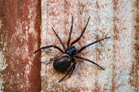 New study confirms noble false widow spiders bites can result in ...