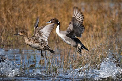 Wild Thing: Northern Pintail Ducks| January|February 2022 | TPW magazine