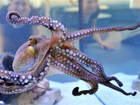 This Octopus Is Now An Official Photographer At An NZ Aquarium. These ...