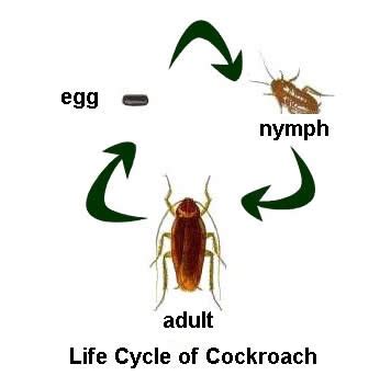 tree roach life cycle - Gwenn Schulz