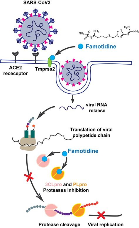 Biomolecules | Free Full-Text | Class A G Protein-Coupled Receptor ...