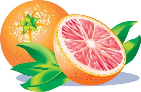 Grapefruit Vector at Vectorified.com | Collection of Grapefruit Vector ...