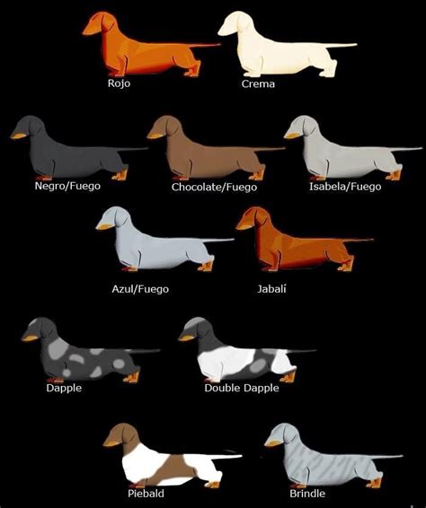 79+ Dachshund Colors - l2sanpiero