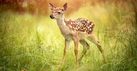 Baby Deer: 6 Fawn Pictures & 6 Facts - A-Z Animals