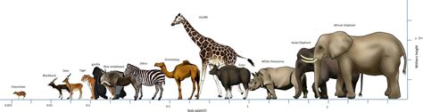 Pin by Joshkilby on Animal Size Comparison | Animals wild, Animal ...