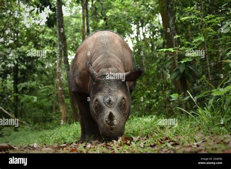 Bina, a Sumatran rhino at Sumatran Rhino Sanctuary in Way Kambas ...