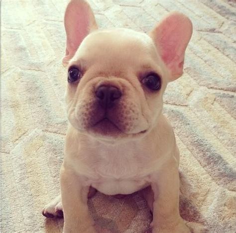 Beige cream coloured french bulldog puppy | Cute puppies, Bulldog ...