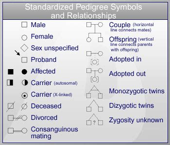 pedigree symbols | Family history, Family genealogy, Family tree symbols