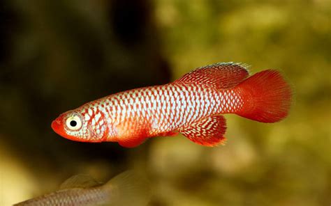 11 Types of Killifish - Popular & Beautiful Species - AquariumNexus