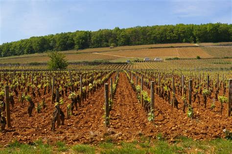 Corton Grand Cru (Côte de Beaune) Bourgogne