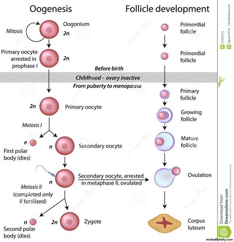 Fertilization pptx - د.هديل - Muhadharaty