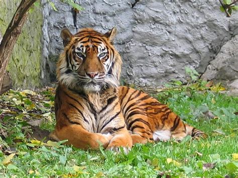 10 Most Critically Endangered Animals in the world