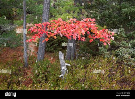 Fall colors in killarney provincial hi-res stock photography and images ...