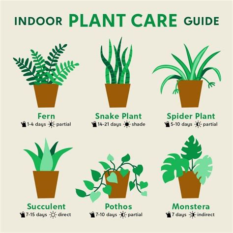 Plant Care Basics: Indoor Plants - The Find by Zulily | Indoor plants ...