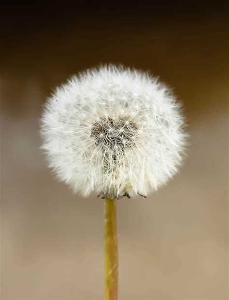 Free Images : nature, growth, field, dandelion, flower, petal, wish ...