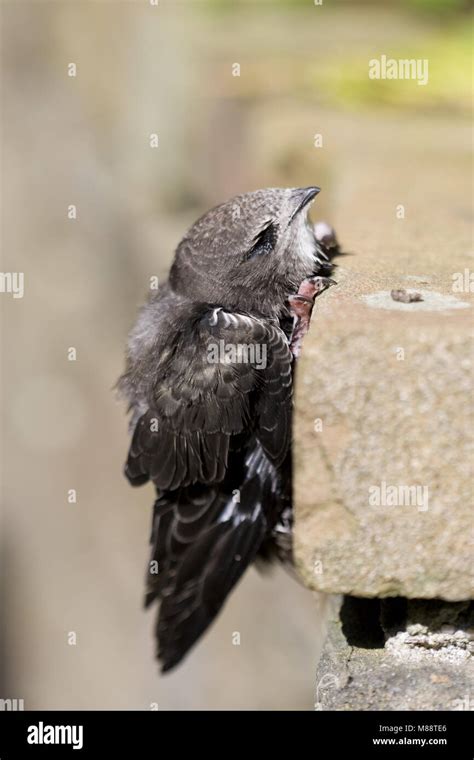 Swift Bird Nest Stock Photos & Swift Bird Nest Stock Images - Alamy