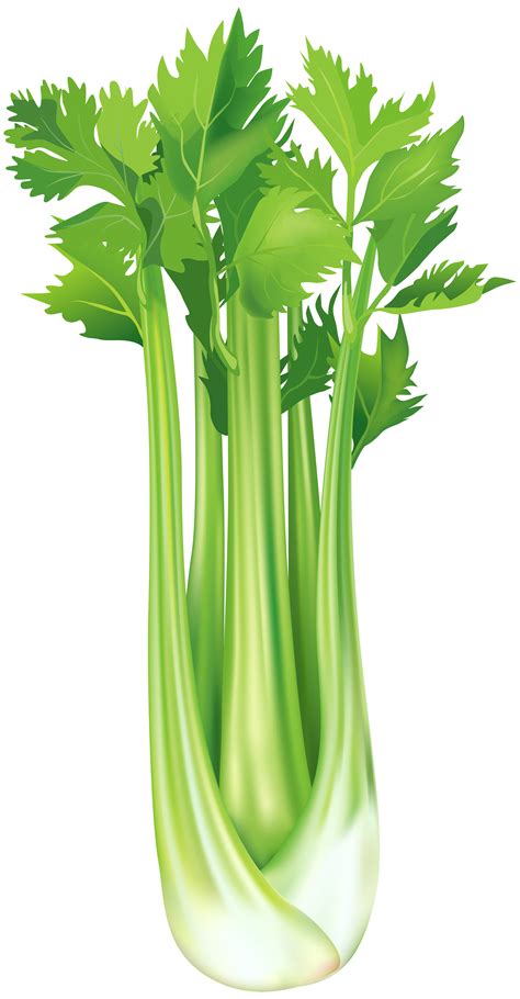 Celery clipart, Celery Transparent FREE for download on WebStockReview 2024