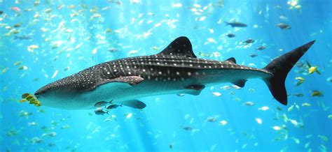 File:Whale shark Georgia aquarium.jpg - Wikipedia, the free encyclopedia