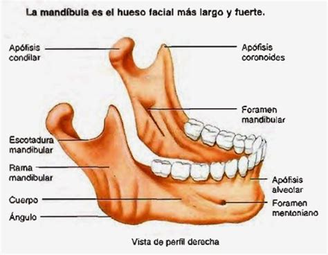 cráneo mandíbula | Mandibula anatomia, Anatomía dental, Huesos anatomia