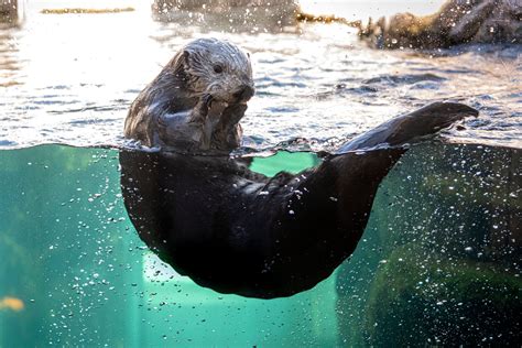 Sea Otter exhibit | Image gallery | Monterey Bay Aquarium