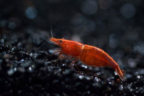 Cherry Shrimp: Care, Tank Mates, Molting, Breeding & Eggs - Fish Laboratory