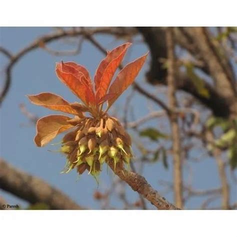 Mahua Phool, Packaging Size: 200 Sai 1 Kg at Rs 110/kg in Jais | ID ...