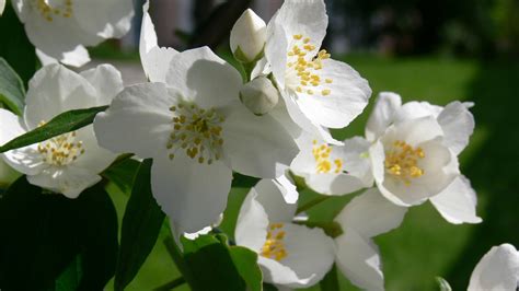 Jasmine Flower Wallpapers - Wallpaper Cave