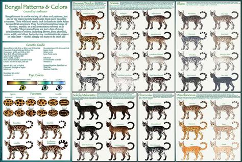 Bengal Cat Colors: Rarest to Most Common - A-Z Animals