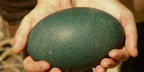 Emu Eggs Are Crazy-Looking And They Might Be The Next Big Thing | HuffPost