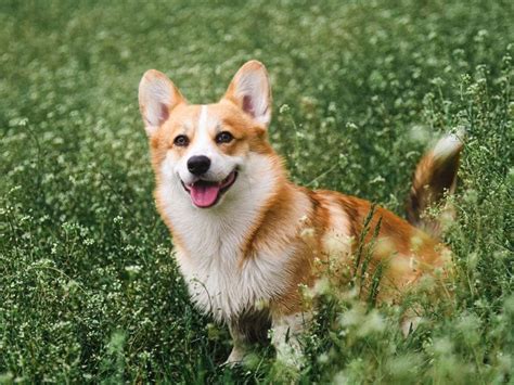 Corgi Temperament - Are They Aggressive? - The Goody Pet