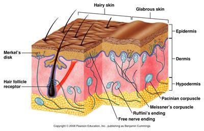 Somatosensory receptors