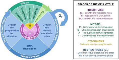 Flow Chart Of Cell Cycle