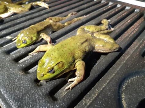 The Frog Blog: Invasive American bullfrog Q & A - CKISS - Central ...