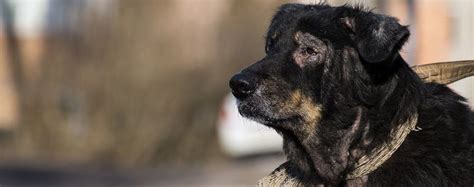 Can Dogs Get Psoriasis? | Dogs, Psoriasis, Furry friend