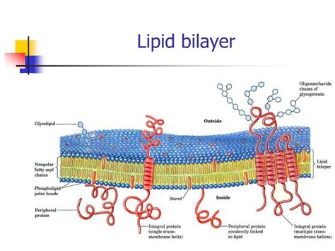 Lipid Bilayer Model