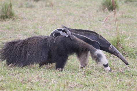 Identifying Priority Giant Anteater (Myrmecophaga tridactyla ...