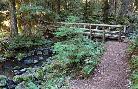 Salmon River Trail is a peaceful escape at Mount Hood - oregonlive.com