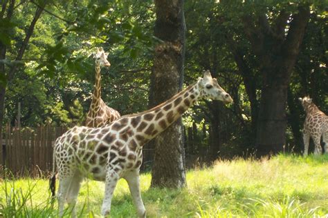 giraffe at bronx zoo - Animals Photo (185959) - Fanpop