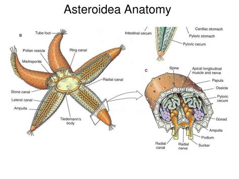 PPT - Phylum Echinodermata PowerPoint Presentation - ID:1325851